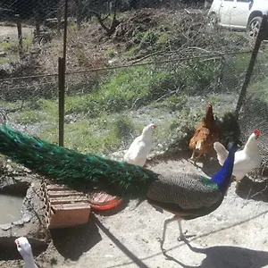 Ticci Farm stay